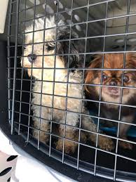 Click here to view golden retriever dogs in louisiana for adoption. Michigan Shelter Helps With Puppy Mill Rescue In Louisiana People Com