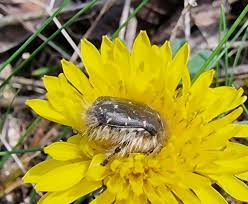 Image result for Tropinota hirta