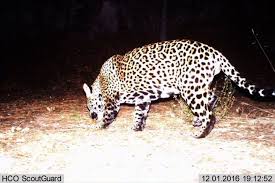 Crea tu propia tier list de los devotos en el contexto que más te guste. Jaguar Gehautet Eine Der Letzten Drei Grosskatzen Der Usa Ist Tot Geo