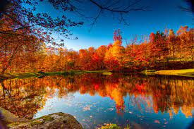 486,167 Autumn Leaves Stock Photos, Pictures & Royalty-Free Images - iStock