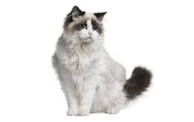 See more ideas about ragdoll cat, ragdoll, cat care. Ragdoll Cats Cat Breed Information Pictures Characteristics And Facts