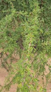 Image result for Ormocarpum trichocarpum