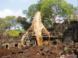 Bira yang juga dikenal dengan sente ini termasuk tanaman umbi umbian yang diambil umbi batangnya sebagai sumber karbohidrat. Angkor Sejarah Dan Panduan Kepada Kuil Khmer Apa Kuil Masukkan Bulatan Kecil Angkor Apakah Kompleks Kuil Angkor