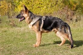 German Shepherd Feeding Guide All You Need To Know The German Shepherder