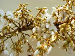 Image result for Xeroderris stuhlmannii