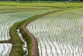 Terrace Rice Fields Stock Photo - Download Image Now - iStock