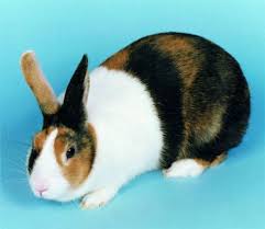 Orange and black top colour in stripes. Harlequin Dutch Rabbit