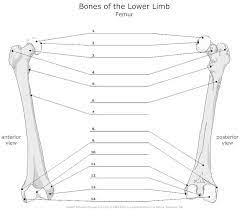 Femur bone diagram unlabeled via. Femur Unlabeled I Heart Anatomy Pinterest Bones Anatomy Anatomy Bones Anatomy And Physiology