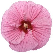 Image result for Hibiscus noldeae