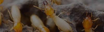 We offer excellent pest control services for residential and commercial properties in peoria, il since 2006. Pest Control Company In Central Illinois Exterminator