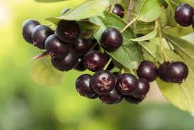 Check spelling or type a new query. Uses For Aronia Berries How And When To Pick Aronia Chokecherries