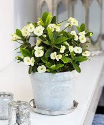 Here is the complete guide. Buy House Plants Now Mixed Christmas Cactus Tricolor Bakker Com Crown Of Thorns Plant Plants Conservatory Plants