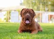 Dogue de Bordeaux Dog Breed Health and Care | PetMD
