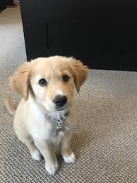 Reddit Meet Lily Our 9 Week Old Golden Retriever Husky Mix And New Best Pal Aww