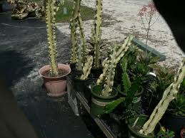 Aureispinus out of stock cleistocactus winteri ssp. Unique Plants For Sale In Citrus County Nursery Giant Cassia Yellow Cactus Orange Miniature Orchid Desert Rose Cactus Century Plants