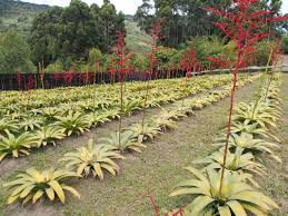 Image result for Rawsonia