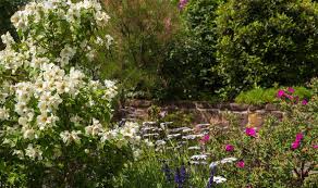 Check spelling or type a new query. Colourful And Fragrant Alan Titchmarsh S Tips On Growing Mock Orange Express Co Uk