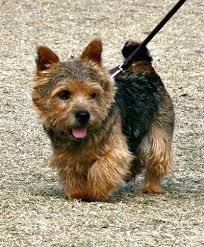 In 1979, the akc officially decided that the norwich was the. Norwich Terrier Wikiwand