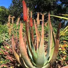 Image result for Aloe ribauensis