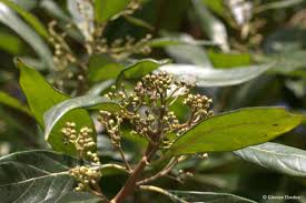 Image result for Heterotis canescens