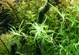 Image result for Eriocaulaceae