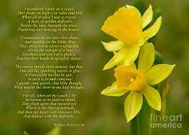 William wordsworth wrote daffodils on a stormy day in spring, while walking along with his sister dorothy near ullswater lake, in england. Daffodils Poem By William Wordsworth Photograph By Olga Hamilton