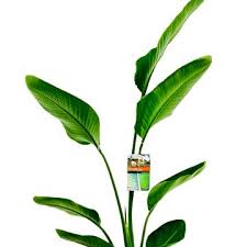 Image result for Strelitzia alba