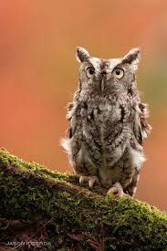Bird That Sounds Like An Owl In The Morning Eastern Screech Owl From The Mountsberg Raptor Centre Owl Birdsofprey Birdofprey Bird Of Prey Lifecommunity Favorites From Beautiful Owl Owl Owl Pictures