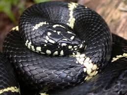 Image result for king snake