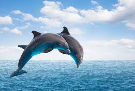 Everyone doing a little too well for your liking? Facts About Dolphins Mental Floss