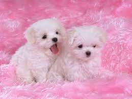 You can also upload and share your favorite cute puppy wallpapers. Pin On Vacation Places