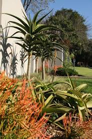 The gardens grew out of a large rose garden that was established in 1964 (becoming known locally as the rose garden. 23 Gauteng Indigenous Garden Ideas Garden Outdoor Gardens Plants