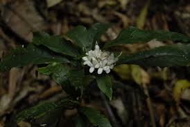 Image result for Pavetta gurueensis