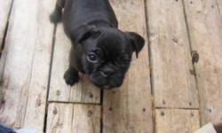 Looking for a puppy or dog in alberta? Bugg Pups Pug Crossed Boston Terrier For Sale In Ardrossan Alberta Your Pet For Sale