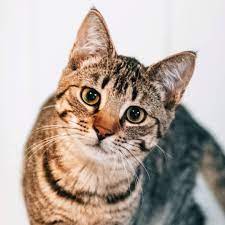 pin auf katze adoptieren aus dem tierheim