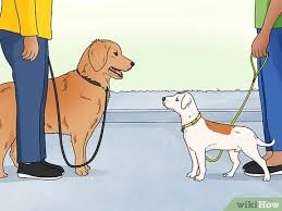 4 Ways To Stop Dogs From Barking At People Wikihow