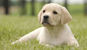 Labrador Names Hundreds Of Great Ideas To Help You Name Your Dog The Labrador Site My dog's name is chewbacca and his nickname is chewy (chocolate labrador retriever). labrador names hundreds of great ideas