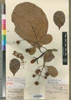 Image result for Mitragyna stipulosa