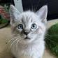 Kitten Sound Bath: FUNDRAISER event image