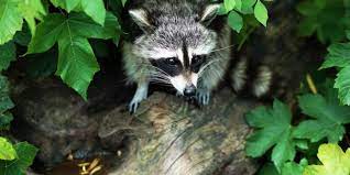 While any pest infestation can cause a homeowner to feel as if they are losing control of their home, a bed bug invasion can cause particular stress and inconvenience. Wildlife Control In East Meadow Ny Same Day Service A C