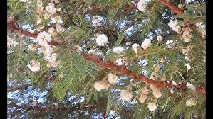 Image result for Acacia gerrardii