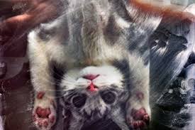 Tabitha soren works with photography and mixed media to depict complex psychological states and the ways people cope with and survive through chaos. Why Is America Obsessed With Cat Videos And Online Porn Dazed