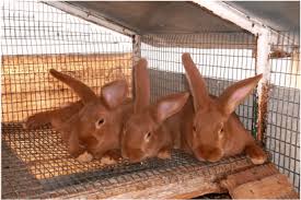 New zealand is a group of islands in the south pacific with a population of 4.5 million. New Zealand Red Rabbit Alchetron The Free Social Encyclopedia