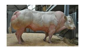 Berat melebihi 200kg++ • 80 ekor lembu betina dewasa termasuk yang bunting • 40 ekor anak lembu berusia 6 bulan kebawah • harga rm1,300 x 170 ekor = rm221,000 • ternakan secara lepas @ bebas. Persilangan Sapi Dan Babi Hoax Sekoci Hoaxes