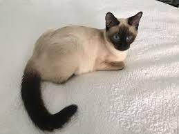 chocolate point siamese kitten 猫