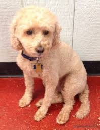Chondrodysplasia is an abnormal growth of cartilage, the connective tissue in joints and elsewhere in the body. Miniature Poodle Dog Breed Information And Pictures