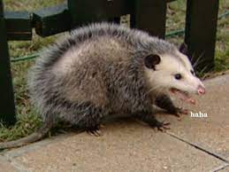 Ha Ha Possum Cute Animals Awesome Possum Opossum