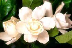Gardenia Do Come In Different Colors Gardenia Flowers Different Colors