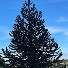 Image result for Arauk rie Araucaria