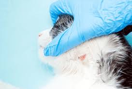 Cat hair loss at a glance. Cat Skin Problems Vetbabble